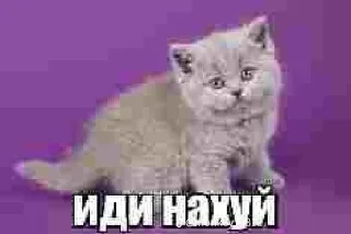 💓 emoji эщкере Telegram sticker 6 of 54