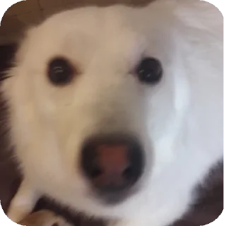 🐶 emoji дог банда Telegram sticker 15 of 20