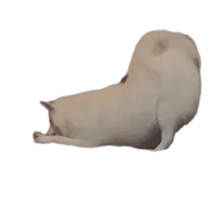 🐶 emoji дог банда Telegram sticker 12 of 20