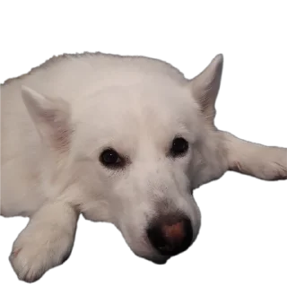 🐶 emoji дог банда Telegram sticker 18 of 20