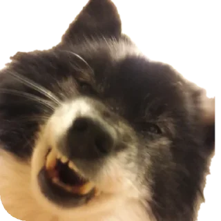 🐶 emoji дог банда Telegram sticker 10 of 20