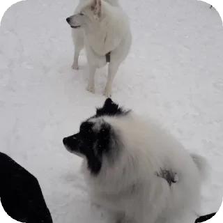 🐶 emoji дог банда Telegram sticker 20 of 20