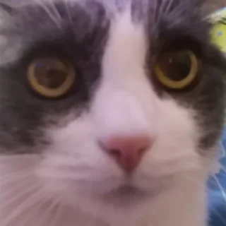 🤯 emoji Мой АЛЬФА Telegram sticker 13 of 24