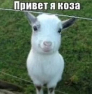 🌟 emoji БОЛЬШЕ ⇨ @CLOOBHUB МЕМЫ MEMES TG ТГ НАРУТО СТИКЕРЫ Telegram sticker 22 of 53