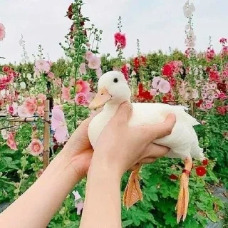 🗾 emoji Животные рулят Telegram sticker 9 of 120