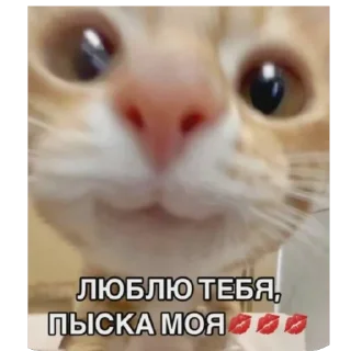🫥 emoji Енотик Telegram sticker 22 of 43