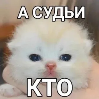 🤨 emoji мемновые коти Telegram sticker 8 of 120
