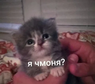 🥹 emoji мемновые коти Telegram sticker 14 of 120