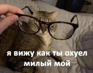 🤓 emoji мемновые коти 3 Telegram sticker 8 of 107
