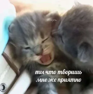☠ emoji мемновые коти 3 Telegram sticker 12 of 107