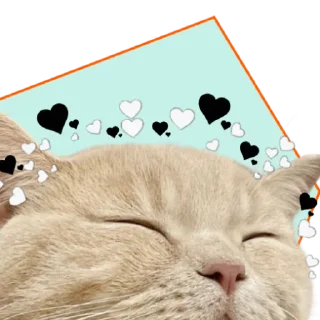 🤍 emoji ♡Примарні котики♡ Telegram sticker 7 of 36