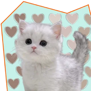 🩶 emoji ♡Примарні котики♡ Telegram sticker 8 of 36