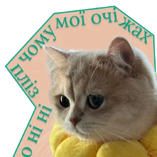 👁 emoji ♡Примарні котики♡ Telegram sticker 12 of 36