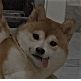 😶 emoji Айм реал лайф,да Telegram sticker 6 of 12
