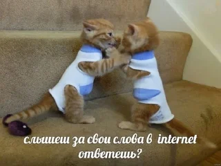 🙀 emoji Коты на каждый день 😼 Telegram sticker 13 of 107