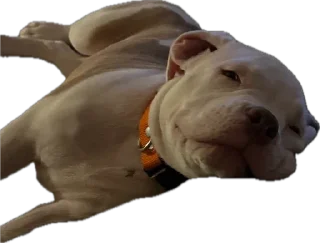 😴 emoji пидр на рабочем месте Telegram sticker 15 of 42