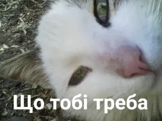 🌟 emoji Стикеры от Андрюхи Telegram sticker 21 of 116