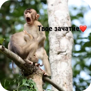👍 emoji Максон  Кирпич ееее Telegram sticker 22 of 43
