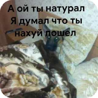 🐶 emoji Максон  Кирпич ееее Telegram sticker 18 of 43