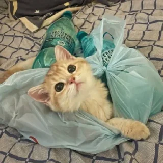 Sticker from Котёнок Ра 🥰