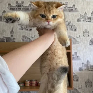 Sticker from Котёнок Ра 🥰