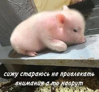 🤫 emoji Хрюшки Telegram sticker 19 of 34