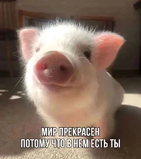 ❤️ emoji Хрюшки Telegram sticker 12 of 34
