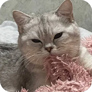 🫥 emoji ЕВА И МИРАНА Telegram sticker 6 of 58