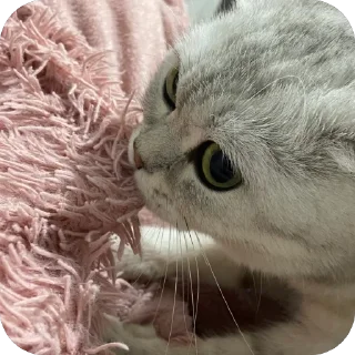 🫥 emoji ЕВА И МИРАНА Telegram sticker 22 of 58