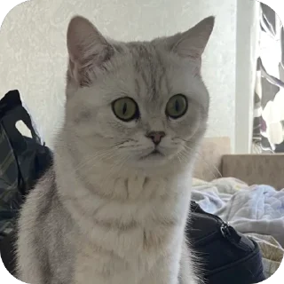 🫥 emoji ЕВА И МИРАНА Telegram sticker 23 of 58