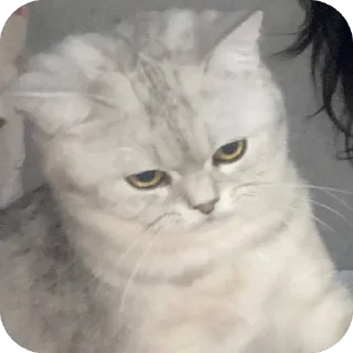 🫥 emoji ЕВА И МИРАНА Telegram sticker 10 of 58