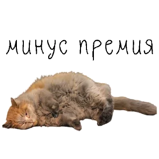 😓 emoji коты ишачат на заводе Telegram sticker 7 of 34