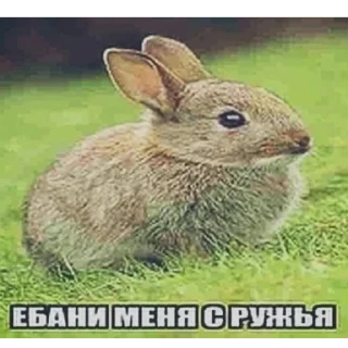 😇 emoji Нян Telegram sticker 6 of 43