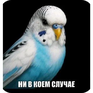 🐦 emoji Вряд-ли @ckladstikerov7 Telegram sticker 24 of 120