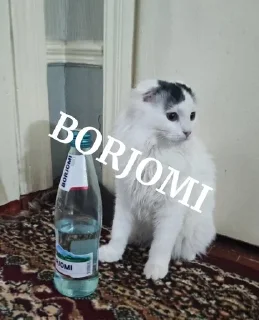 Sticker from Шустрииик @Bonya_WC