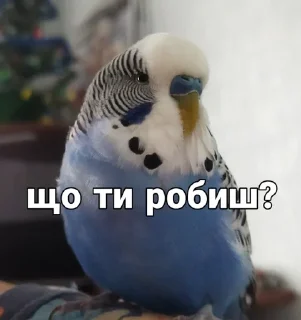 🐦 emoji Кеша Telegram sticker 5 of 57
