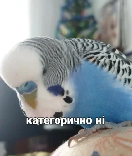 🐦 emoji Кеша Telegram sticker 7 of 57