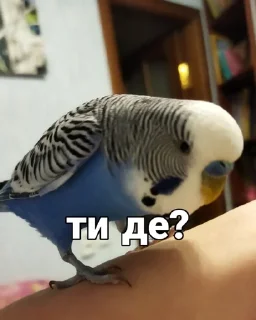 🐦 emoji Кеша Telegram sticker 10 of 57
