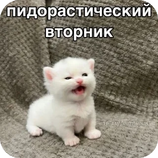 🐱 emoji kittens Telegram sticker 11 of 37