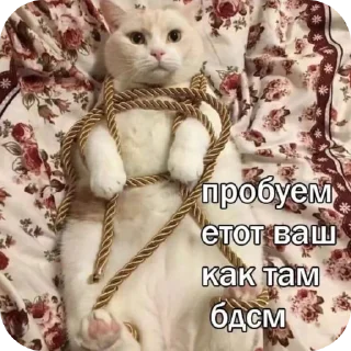 🐱 emoji kittens Telegram sticker 24 of 37