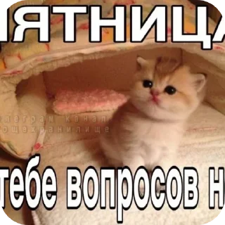 🐱 emoji kittens Telegram sticker 14 of 37