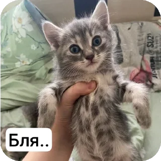 Sticker from Пимпеки