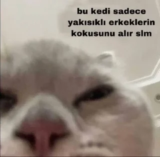 🌟 emoji турецкие мемы Telegram sticker 7 of 8