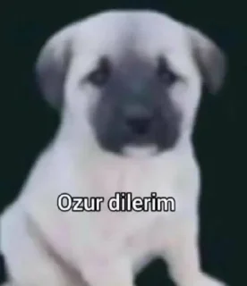 🌟 emoji турецкие мемы Telegram sticker 3 of 8