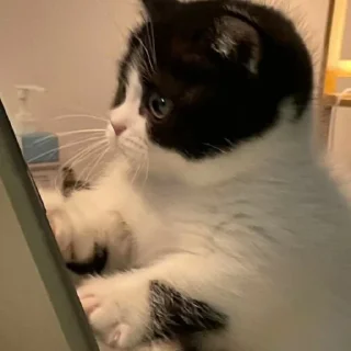 Sticker from Котики