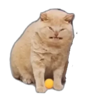 🐶 emoji what the actual hell Telegram sticker 16 of 120