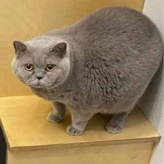 😳 emoji шеба муд Telegram sticker 7 of 19