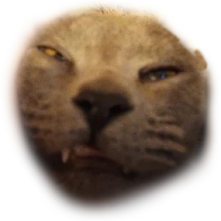 🤣 emoji Котики Telegram sticker 20 of 66