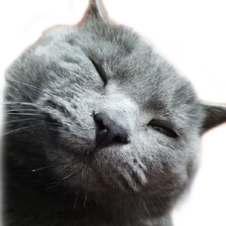 😎 emoji Котики Telegram sticker 17 of 66