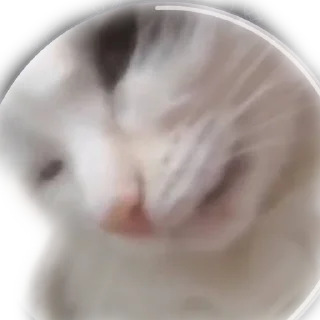 🤨 emoji Котики Telegram sticker 8 of 66